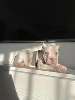 Yogi, a male American Bully for sale in South Bend, IN – Photo 2 of 10