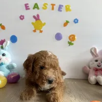 Dixie, a female Poodle - Miniature  and Miniature Goldendoodle for sale in South Bend, IN – Photo 4 of 10