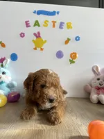 Dixie, a female Miniature Goldendoodle for sale in South Bend, IN – Photo 4 of 10