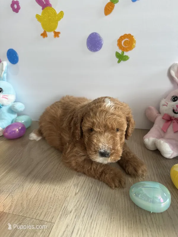 Dixie – Poodle - Miniature , Miniature Goldendoodle puppy for sale in South Bend, IN