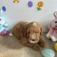 Dixie, a female Poodle - Miniature  and Miniature Goldendoodle for sale in South Bend, IN – Photo 1 of 10