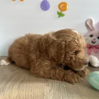 Dixie, a female Poodle - Miniature  and Miniature Goldendoodle for sale in South Bend, IN – Photo 7 of 10