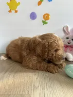 Dixie, a female Miniature Goldendoodle for sale in South Bend, IN – Photo 7 of 10