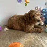 Dixie, a female Poodle - Miniature  and Miniature Goldendoodle for sale in South Bend, IN – Photo 3 of 10