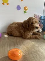 Dixie, a female Miniature Goldendoodle for sale in South Bend, IN – Photo 3 of 10
