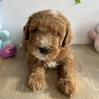 Dixie, a female Poodle - Miniature  and Miniature Goldendoodle for sale in South Bend, IN – Photo 2 of 10