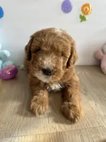 Dixie, a female Miniature Goldendoodle for sale in South Bend, IN – Photo 1 of 10