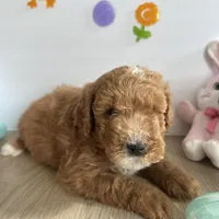 Dixie, a female Poodle - Miniature  and Miniature Goldendoodle for sale in South Bend, IN – Photo 8 of 10