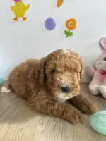 Dixie, a female Miniature Goldendoodle for sale in South Bend, IN – Photo 8 of 10