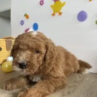Dixie, a female Poodle - Miniature  and Miniature Goldendoodle for sale in South Bend, IN – Photo 6 of 10