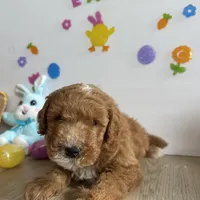 Dixie, a female Poodle - Miniature  and Miniature Goldendoodle for sale in South Bend, IN – Photo 5 of 10