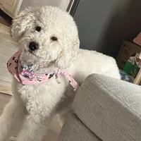 Dixie, a female Poodle - Miniature  and Miniature Goldendoodle for sale in South Bend, IN – Photo 9 of 10