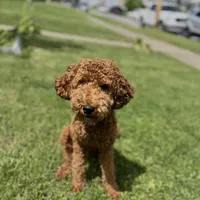 Dixie, a female Poodle - Miniature  and Miniature Goldendoodle for sale in South Bend, IN – Photo 10 of 10