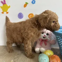 Mylo, a male Poodle - Miniature  and Miniature Goldendoodle for sale in South Bend, IN – Photo 8 of 10