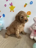 Mylo, a male Miniature Goldendoodle for sale in South Bend, IN – Photo 3 of 10