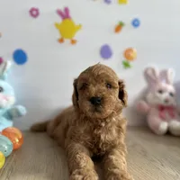 Mylo, a male Poodle - Miniature  and Miniature Goldendoodle for sale in South Bend, IN – Photo 7 of 10
