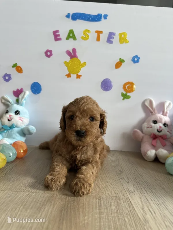 Mylo – Poodle - Miniature , Miniature Goldendoodle puppy for sale in South Bend, IN