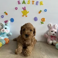 Mylo, a male Poodle - Miniature  and Miniature Goldendoodle for sale in South Bend, IN – Photo 1 of 10
