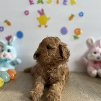 Mylo, a male Poodle - Miniature  and Miniature Goldendoodle for sale in South Bend, IN – Photo 5 of 10