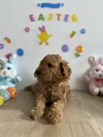 Mylo, a male Miniature Goldendoodle for sale in South Bend, IN – Photo 4 of 10