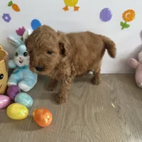 Mylo, a male Poodle - Miniature  and Miniature Goldendoodle for sale in South Bend, IN – Photo 6 of 10