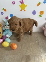 Mylo, a male Miniature Goldendoodle for sale in South Bend, IN – Photo 5 of 10