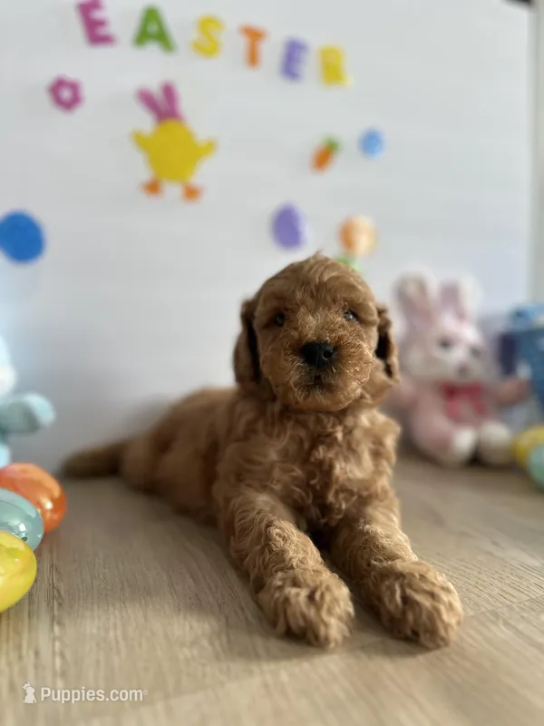 Mylo, a male Miniature Goldendoodle for sale in South Bend, IN – Photo 1 of 10