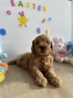 Mylo, a male Miniature Goldendoodle for sale in South Bend, IN – Photo 1 of 10
