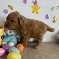 Mylo, a male Poodle - Miniature  and Miniature Goldendoodle for sale in South Bend, IN – Photo 4 of 10