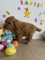 Mylo, a male Miniature Goldendoodle for sale in South Bend, IN – Photo 2 of 10