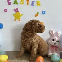 Daisy, a female Poodle - Miniature  and Miniature Goldendoodle for sale in South Bend, IN – Photo 3 of 10