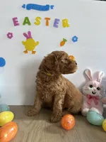 Daisy, a female Miniature Goldendoodle for sale in South Bend, IN – Photo 3 of 10