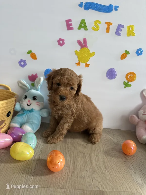 Daisy, a female Miniature Goldendoodle for sale in South Bend, IN – Photo 1 of 10