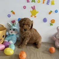 Daisy, a female Poodle - Miniature  and Miniature Goldendoodle for sale in South Bend, IN – Photo 1 of 10