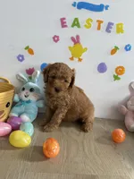 Daisy, a female Miniature Goldendoodle for sale in South Bend, IN – Photo 1 of 10