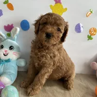Daisy, a female Poodle - Miniature  and Miniature Goldendoodle for sale in South Bend, IN – Photo 5 of 10