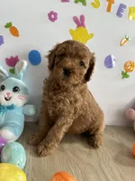 Daisy, a female Miniature Goldendoodle for sale in South Bend, IN – Photo 5 of 10