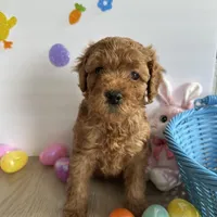 Daisy, a female Poodle - Miniature  and Miniature Goldendoodle for sale in South Bend, IN – Photo 6 of 10
