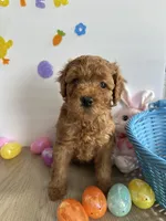 Daisy, a female Miniature Goldendoodle for sale in South Bend, IN – Photo 6 of 10