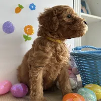 Daisy, a female Poodle - Miniature  and Miniature Goldendoodle for sale in South Bend, IN – Photo 2 of 10
