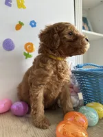 Daisy, a female Miniature Goldendoodle for sale in South Bend, IN – Photo 2 of 10