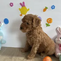 Daisy, a female Poodle - Miniature  and Miniature Goldendoodle for sale in South Bend, IN – Photo 7 of 10