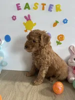 Daisy, a female Miniature Goldendoodle for sale in South Bend, IN – Photo 7 of 10