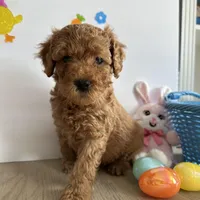 Daisy, a female Poodle - Miniature  and Miniature Goldendoodle for sale in South Bend, IN – Photo 8 of 10