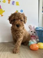 Daisy, a female Miniature Goldendoodle for sale in South Bend, IN – Photo 8 of 10