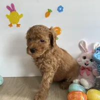 Daisy, a female Poodle - Miniature  and Miniature Goldendoodle for sale in South Bend, IN – Photo 4 of 10