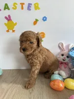 Daisy, a female Miniature Goldendoodle for sale in South Bend, IN – Photo 4 of 10