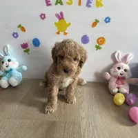 Delilah, a female Poodle - Miniature  and Miniature Goldendoodle for sale in South Bend, IN – Photo 4 of 9