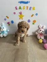 Delilah, a female Miniature Goldendoodle for sale in South Bend, IN – Photo 4 of 9