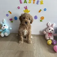 Delilah, a female Poodle - Miniature  and Miniature Goldendoodle for sale in South Bend, IN – Photo 7 of 9